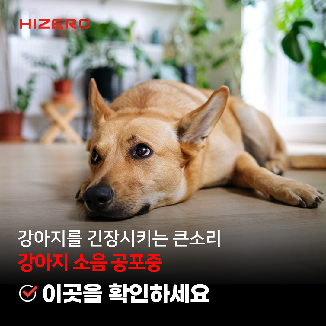 [건강] 강아지 소음공포증